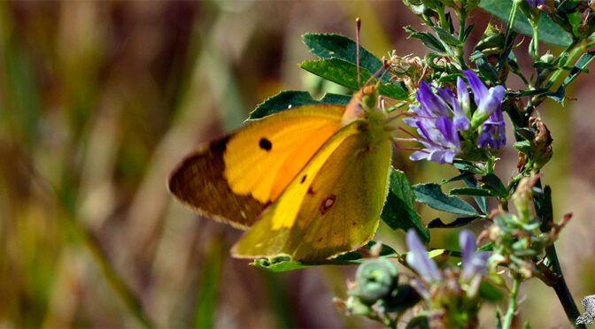 Rödgul höfjäril Colias croceus