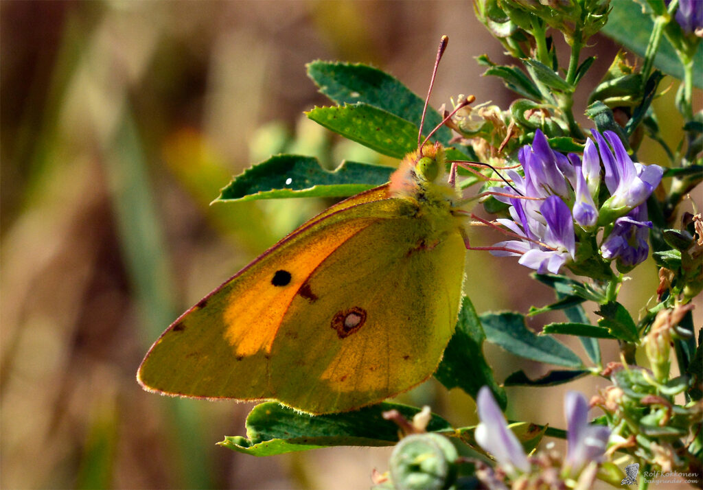 Rödgul höfjäril Colias croceus
