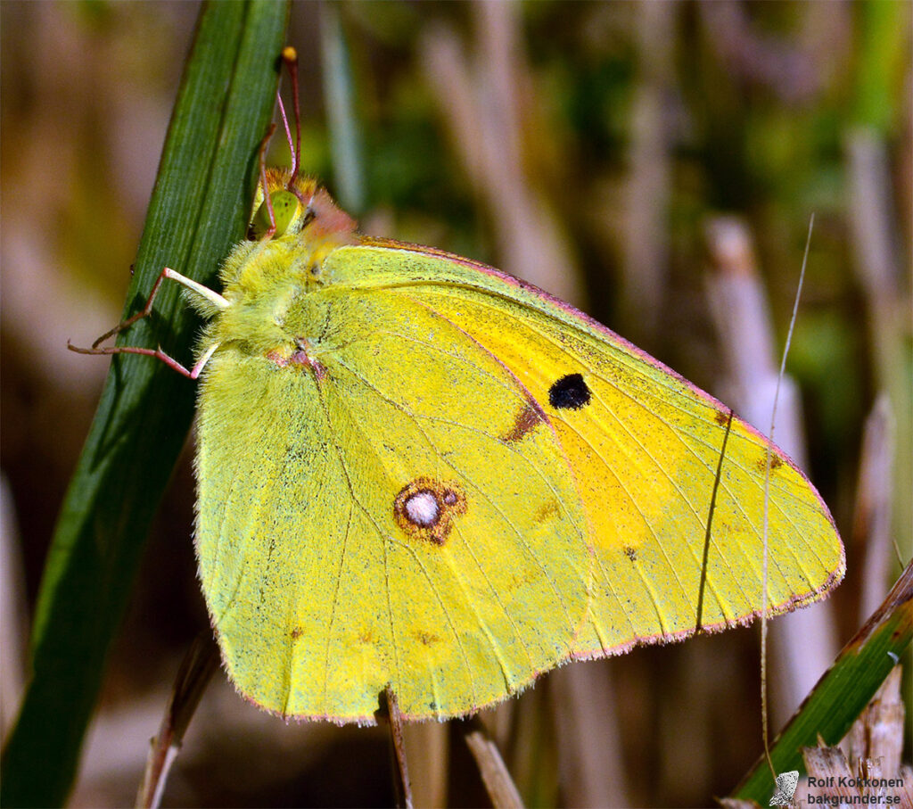 Rödgul höfjäril Colias croceus