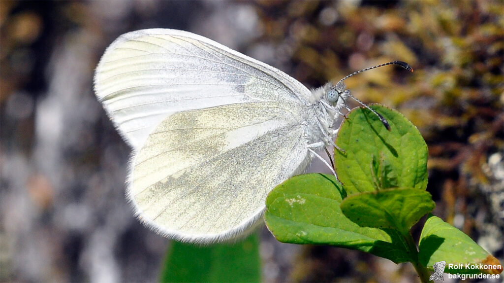 Skogsvitvinge Leptidea sinapis