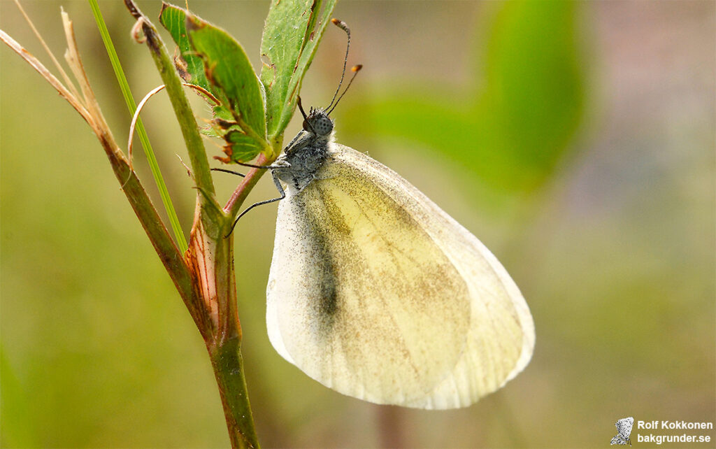Skogsvitvinge Leptidea sinapis