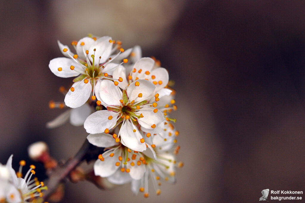 Slån Prunus spinosa