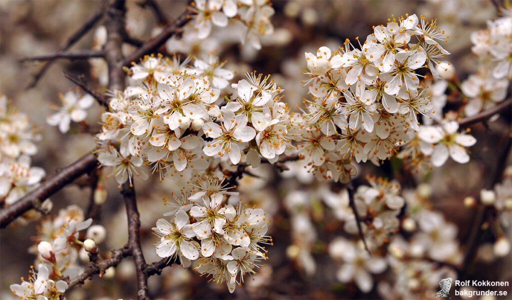 Slån Prunus spinosa