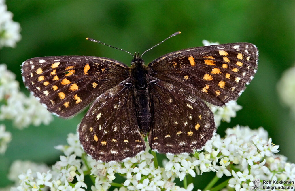 Sotnätfjäril Melitaea diamina