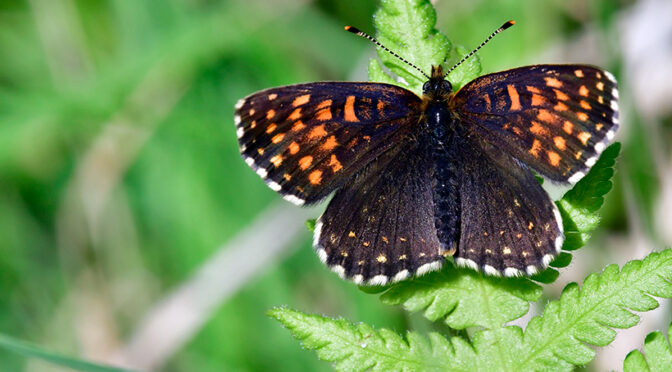 Sotnätfjäril Melitaea diamina