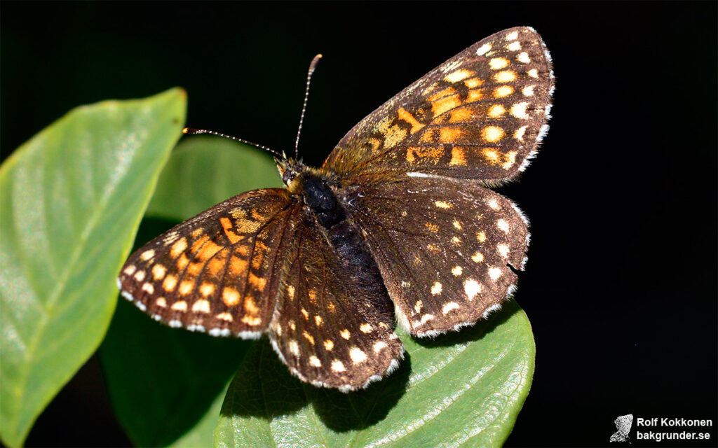 Sotnätfjäril Melitaea diamina