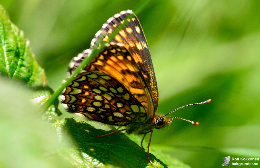 Sotnätfjäril Melitaea diamina
