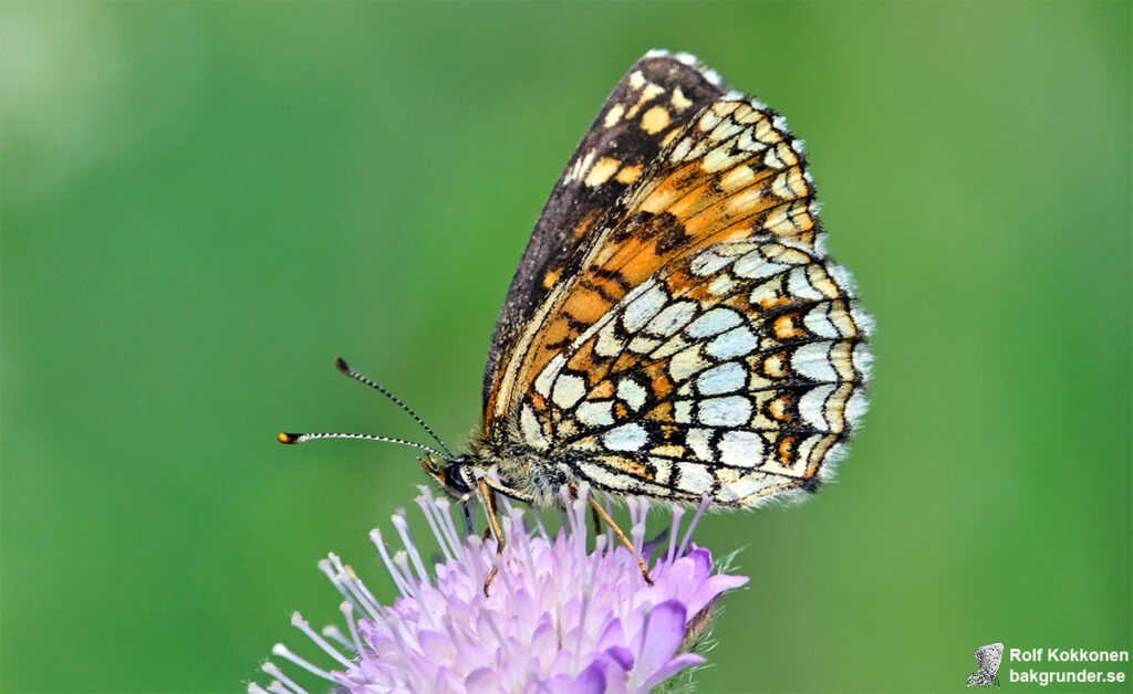 Sotnätfjäril Melitaea diamina