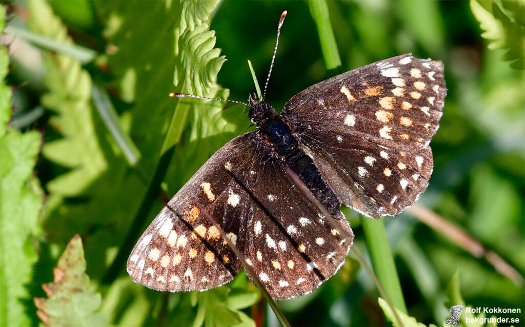 Sotnätfjäril Melitaea diamina