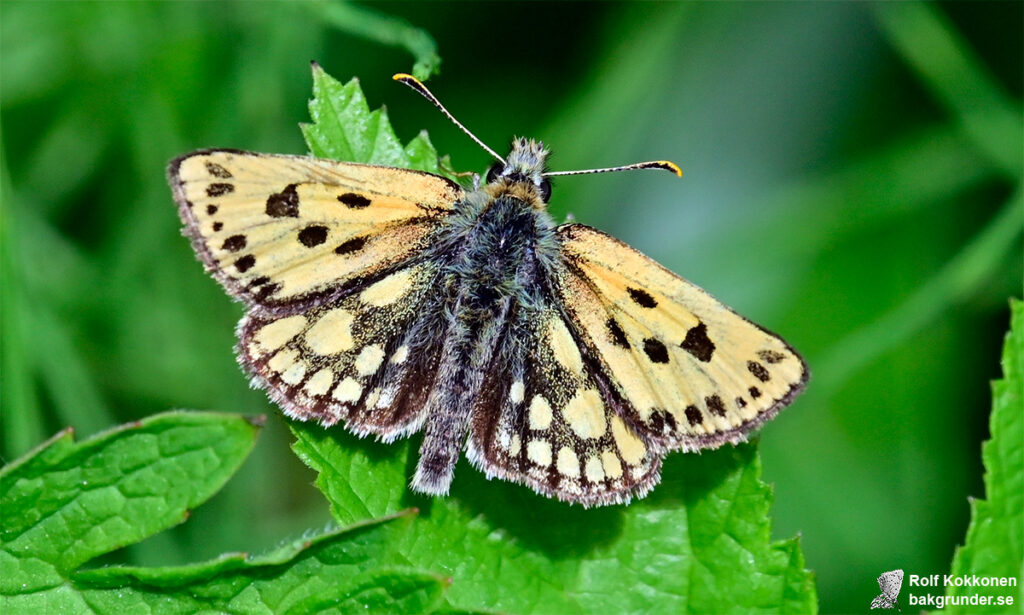 Svartfläckig glanssmygare Carterocephalus silvicola Hane
