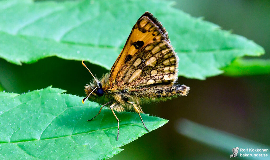 Svartfläckig glanssmygare Carterocephalus silvicola Hane