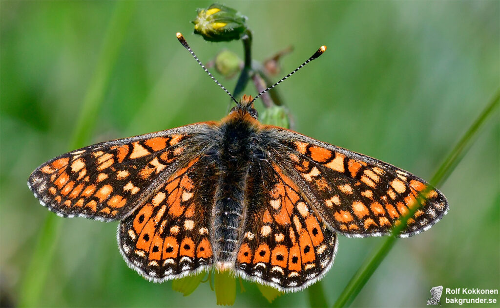 Väddnätfjäril Euphydryas aurinia