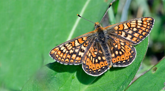 Väddnätfjäril Euphydryas aurinia