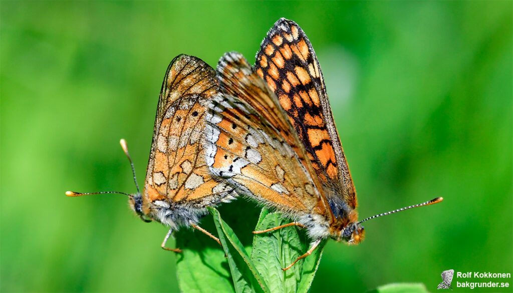 Väddnätfjäril Euphydryas aurinia Parning