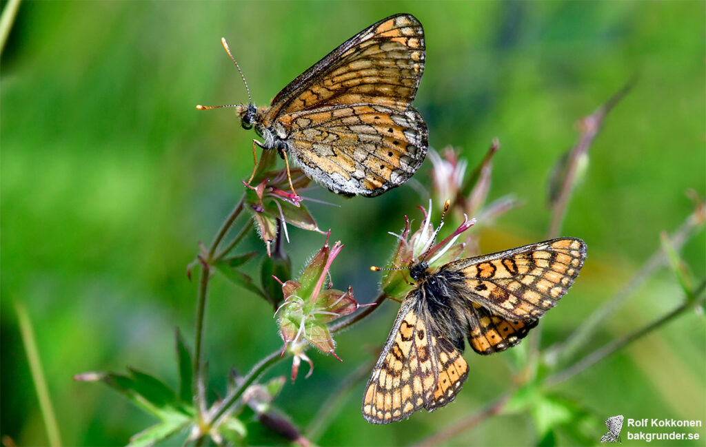 Väddnätfjäril Euphydryas aurinia