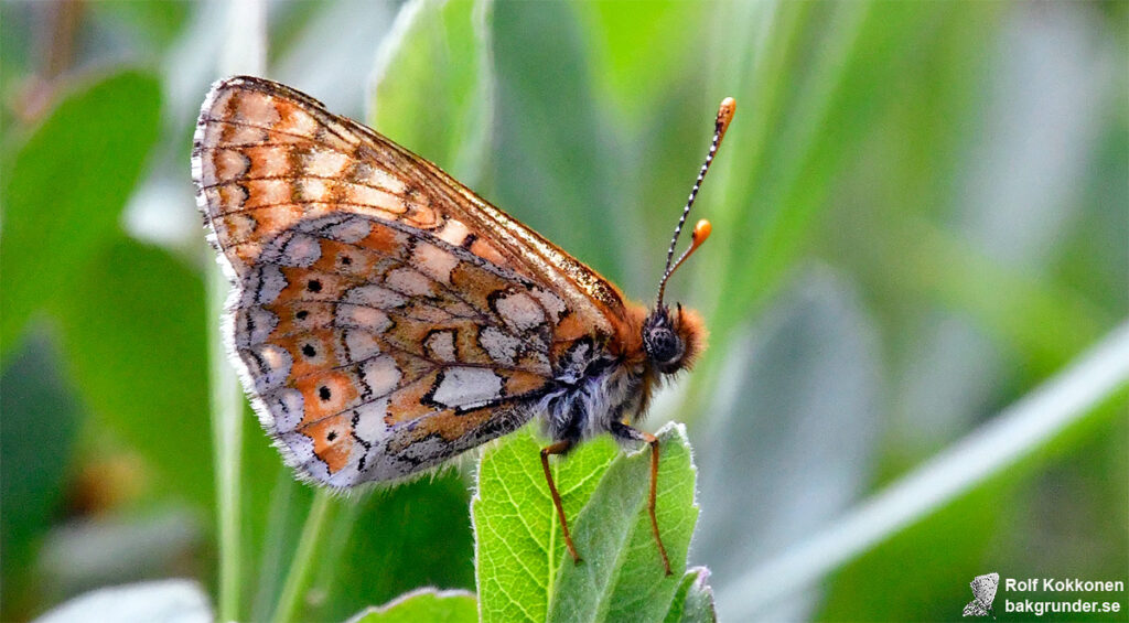 Väddnätfjäril Euphydryas aurinia
