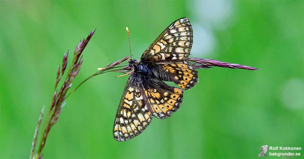 Väddnätfjäril Euphydryas aurinia