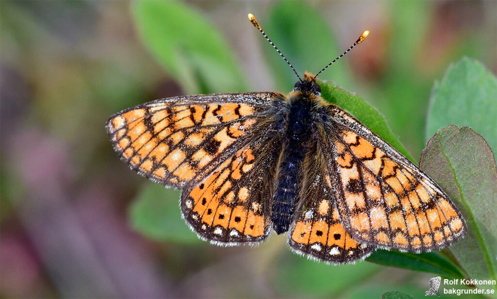 Väddnätfjäril Euphydryas aurinia