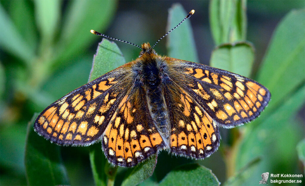 Väddnätfjäril Euphydryas aurinia