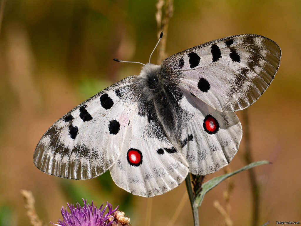 Apollofjäril Parnassius apollo