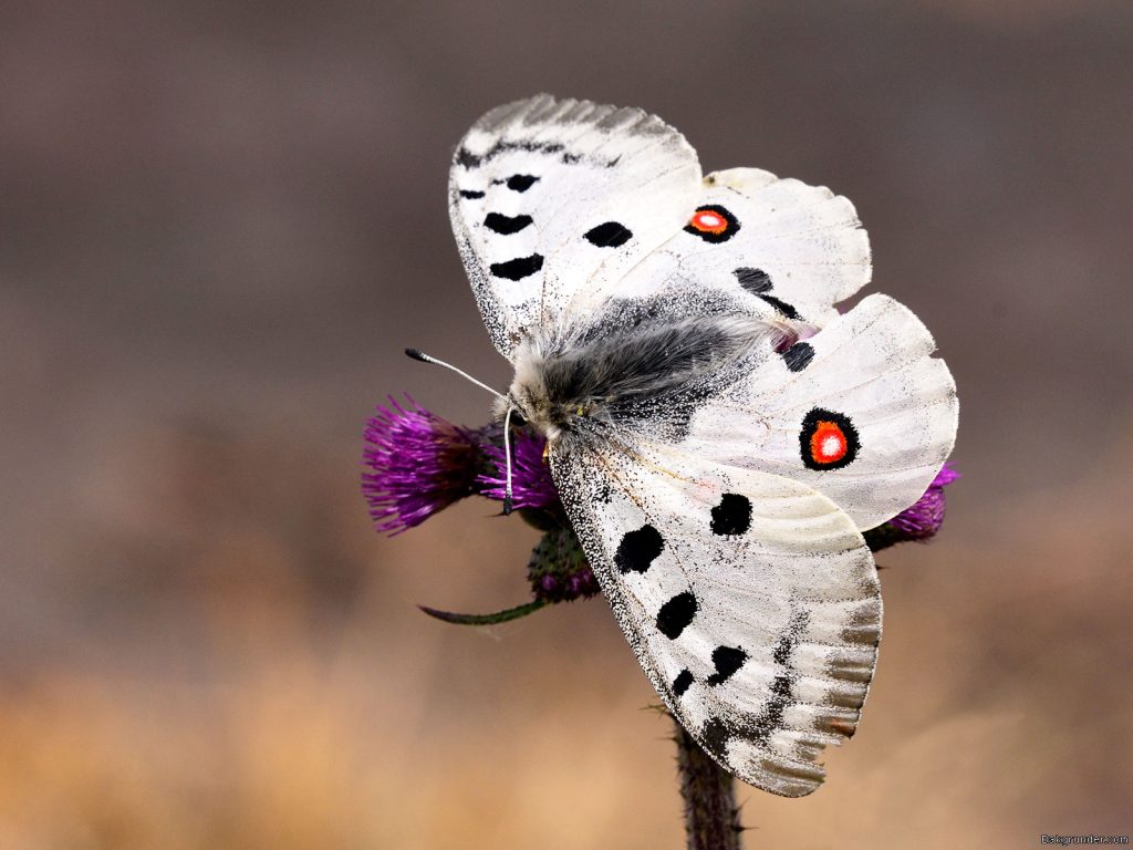 Apollofjäril Parnassius apollo