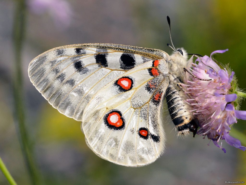 Apollofjäril Parnassius apollo