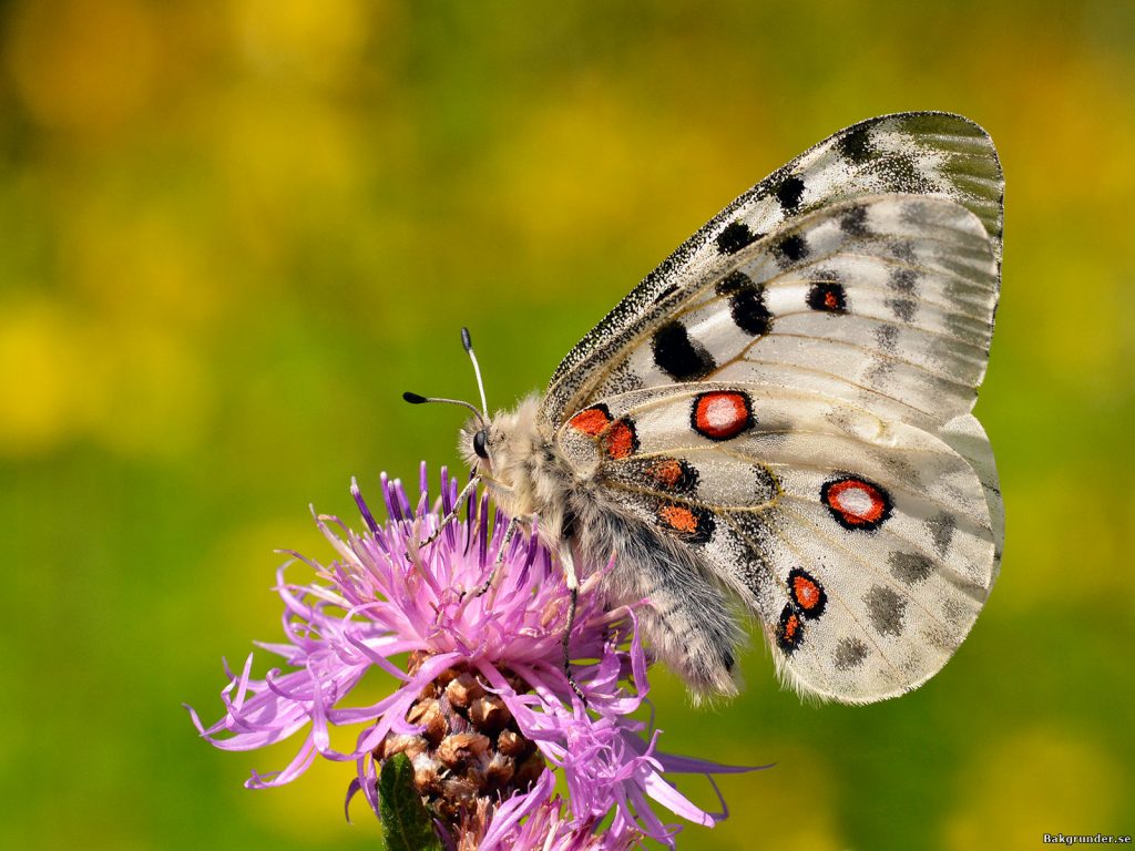 Apollofjäril Parnassius apollo