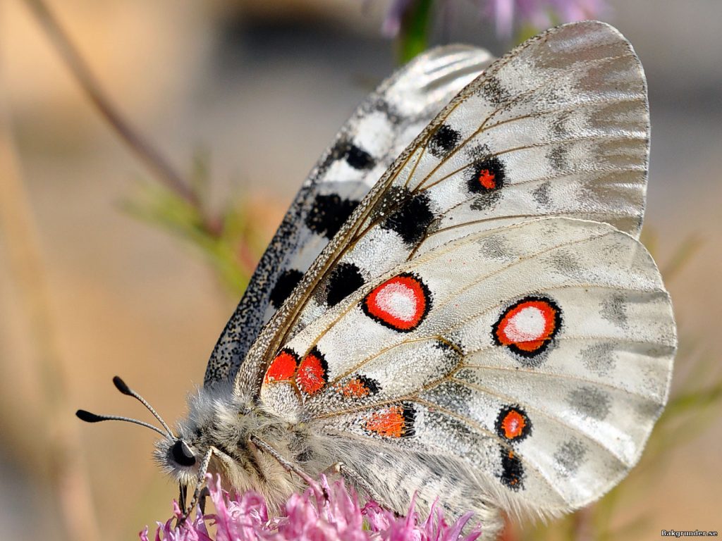 Apollofjäril Parnassius apollo