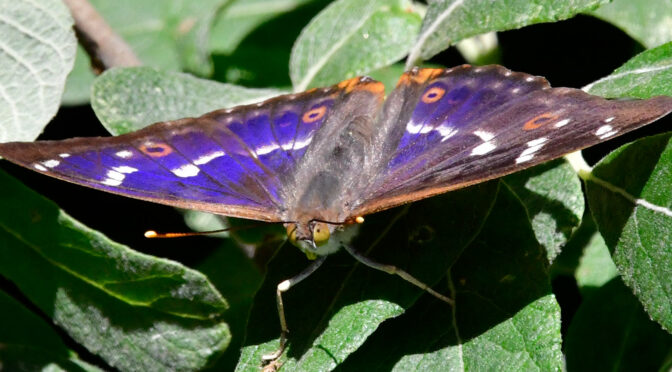 Aspskimmerfjäril Apatura ilia