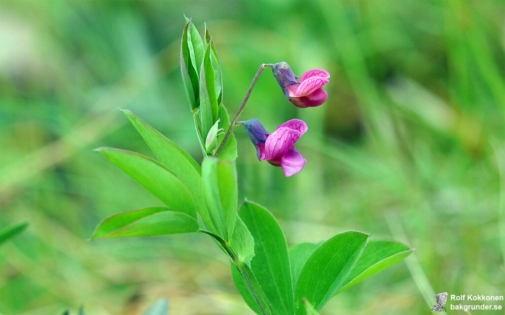 Gökärt Lathyrus linifolius