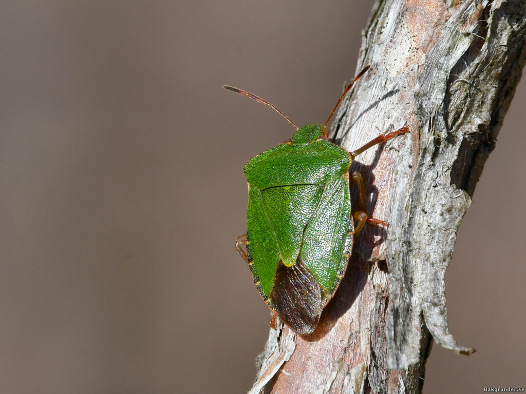 Grön bärfis Palomena prasina