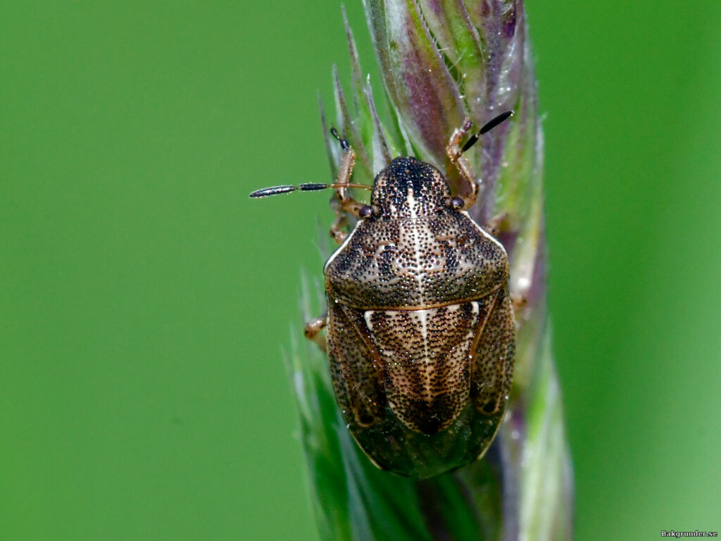 Mindre gräsbärfis Neottiglossa pusilla