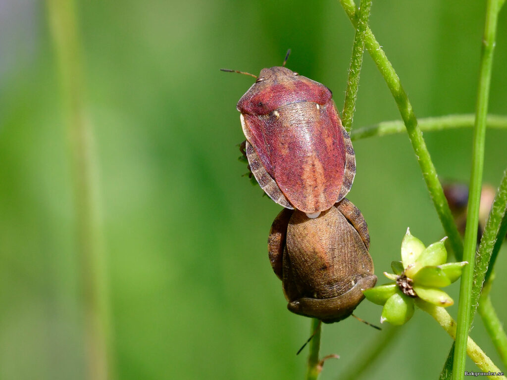 Starrbärfis Eurygaster testudinaria