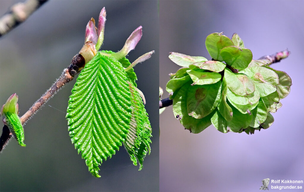 Vanlig skogsalm Ulmus glabra subsp. glabra